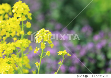 春の野原に咲く菜の花 春の野原に咲く菜の花 117793706