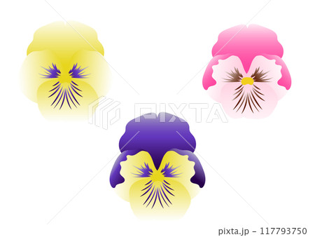 カラフルなパンジーのイラスト 117793750