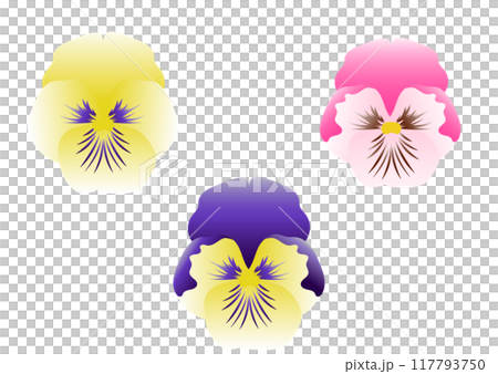 カラフルなパンジーのイラスト 117793750