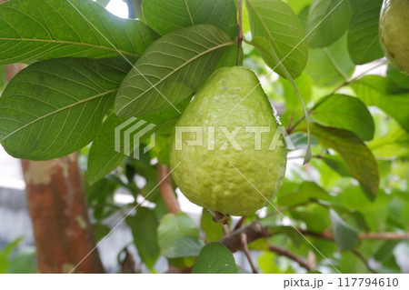 Guava fruit on the tree in the garden with green leaves background Guava fruit on the tree in the garden with green leaves background 117794610