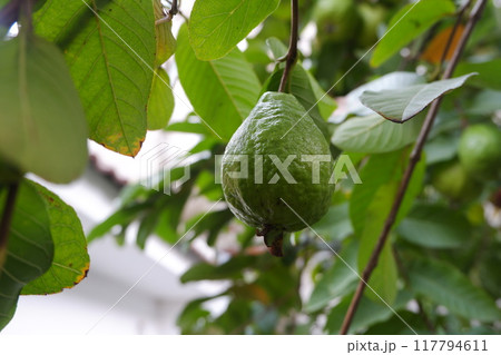 Guava fruit on the tree in the garden with green leaves background Guava fruit on the tree in the garden with green leaves background 117794611