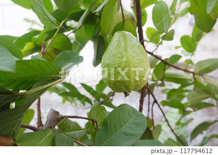 Guava fruit on the tree in the garden with green leaves background Guava fruit on the tree in the garden with green leaves background 117794612