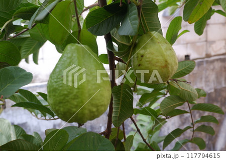 Guava fruit on the tree in the garden with green leaves background Guava fruit on the tree in the garden with green leaves background 117794615
