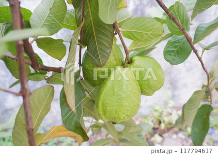 Guava fruit on the tree in the garden with green leaves background 117794617