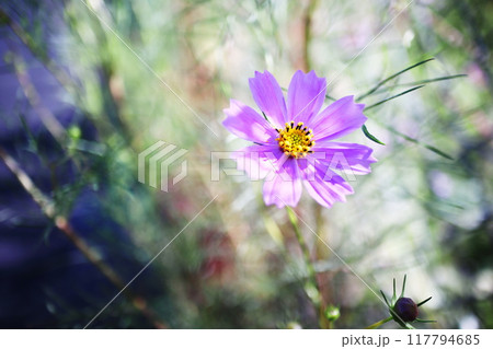 秋の日差しに咲くコスモスの花 秋の日差しに咲くコスモスの花 117794685