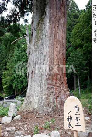 奈良県 室生龍穴神社・而二不二の神木 奈良県 室生龍穴神社・而二不二の神木 117794721