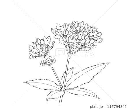 フジバカマのリアルな線画イラスト 117794843