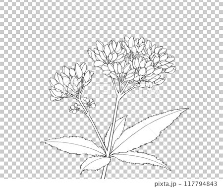 フジバカマのリアルな線画イラスト 117794843