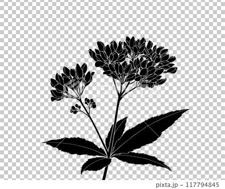 Black and white illustration of Fujibakama 117794845