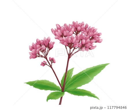 フジバカマのリアルな水彩イラスト フジバカマのリアルな水彩イラスト 117794846