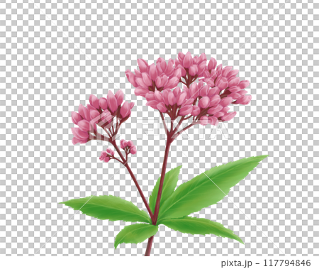 Fujibakama 的寫實水彩插圖 117794846