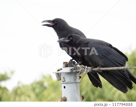 ハシブトガラス　電線に止まるハシブトガラス　カラス　カラス幼鳥　巣立ち 117794888