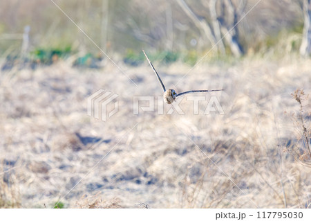 夕暮れに狩りのために葦原を飛翔する美しいコミミズク(フクロウ科)。 埼玉県鴻巣市市荒川河川敷 夕暮れに狩りのために葦原を飛翔する美しいコミミズク(フクロウ科)。 埼玉県鴻巣市市荒川河川敷 117795030