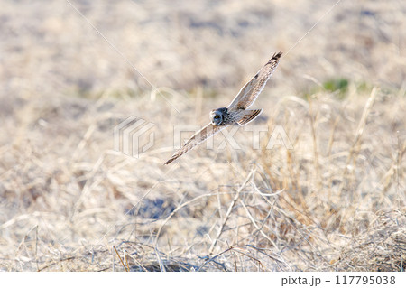 夕暮れに狩りのために葦原を飛翔する美しいコミミズク（フクロウ科）。 埼玉県鴻巣市市荒川河川敷 117795038