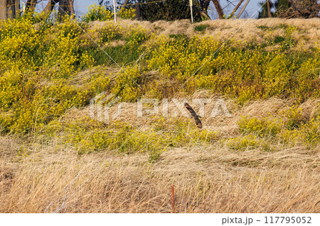 夕暮れに狩りのために葦原を飛翔する美しいコミミズク（フクロウ科）。 埼玉県鴻巣市市荒川河川敷 117795052