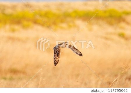 夕暮れに狩りのために葦原を飛翔する美しいコミミズク(フクロウ科)。 埼玉県鴻巣市市荒川河川敷 夕暮れに狩りのために葦原を飛翔する美しいコミミズク(フクロウ科)。 埼玉県鴻巣市市荒川河川敷 117795062