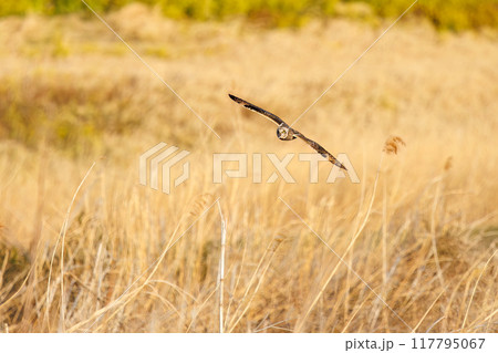 夕暮れに狩りのために葦原を飛翔する美しいコミミズク（フクロウ科）。 埼玉県鴻巣市市荒川河川敷 117795067
