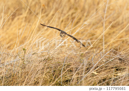 夕暮れに狩りのために葦原を飛翔する美しいコミミズク(フクロウ科)。 埼玉県鴻巣市市荒川河川敷 夕暮れに狩りのために葦原を飛翔する美しいコミミズク(フクロウ科)。 埼玉県鴻巣市市荒川河川敷 117795081