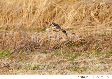 夕暮れに狩りのために葦原を飛翔する美しいコミミズク（フクロウ科）。 埼玉県鴻巣市市荒川河川敷 117795089