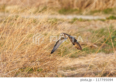 夕暮れに狩りのために葦原を飛翔する美しいコミミズク（フクロウ科）。 埼玉県鴻巣市市荒川河川敷 117795094