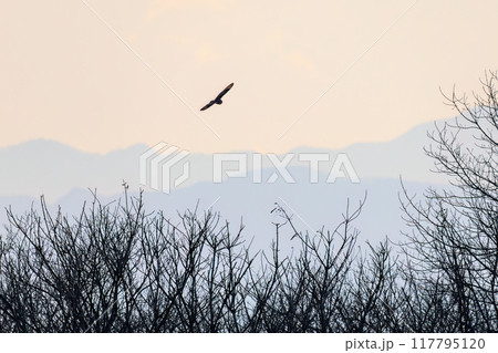 夕暮れに狩りのために葦原を飛翔する美しいコミミズク（フクロウ科）。 埼玉県鴻巣市市荒川河川敷 117795120
