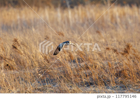 夕暮れに狩りのために葦原を飛翔する美しいコミミズク（フクロウ科）。 埼玉県鴻巣市市荒川河川敷 117795146