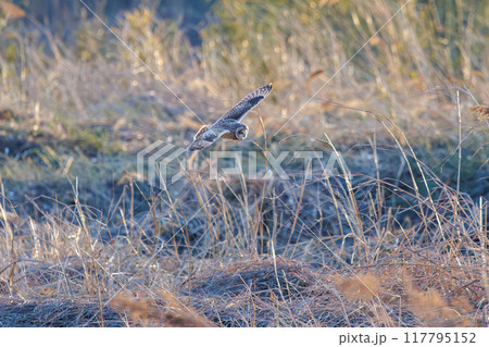 夕暮れに狩りのために葦原を飛翔する美しいコミミズク（フクロウ科）。 埼玉県鴻巣市市荒川河川敷 117795152