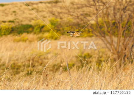 夕暮れに狩りのために葦原を飛翔する美しいコミミズク（フクロウ科）。 埼玉県鴻巣市市荒川河川敷 117795156