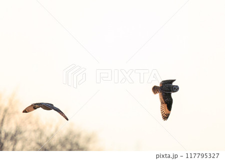 夕暮れに飛翔しながら同族で激しく争う美しいコミミズク（フクロウ科）。 埼玉県鴻巣市市荒川河川敷 117795327