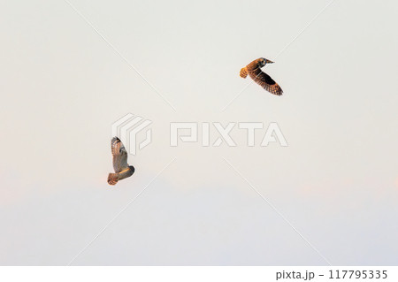 夕暮れに飛翔しながら同族で激しく争う美しいコミミズク（フクロウ科）。 埼玉県鴻巣市市荒川河川敷 117795335