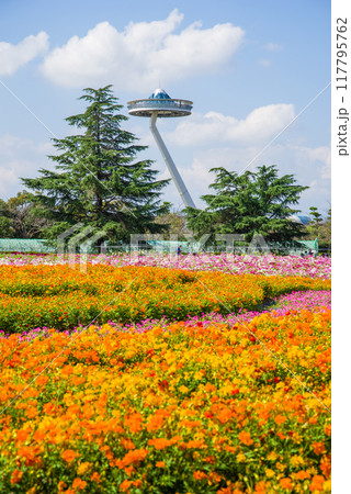 【なばなの里】　満開の「キバナコスモス」 117795762