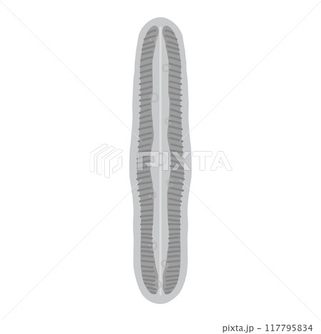 ハネケイソウ・モノクロ ハネケイソウ・モノクロ 117795834