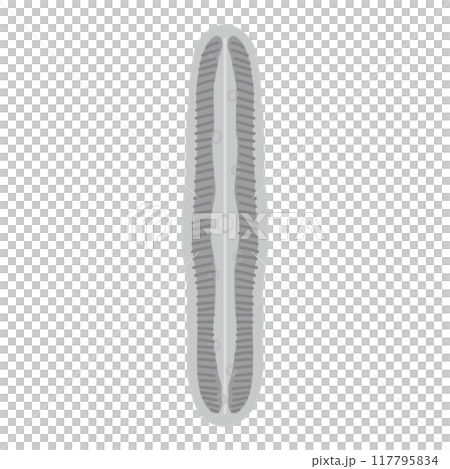 ハネケイソウ・モノクロ ハネケイソウ・モノクロ 117795834