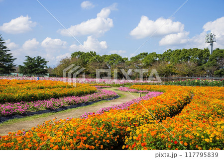 【なばなの里】満開の「キバナコスモス」 117795839