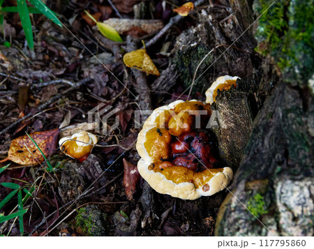ブナ科コナラの寄生するタマチョレイタケ科ベッコウタケ 117795860