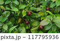 雨上がりの椿の葉と実 117795936
