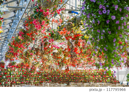 ナガシマリゾートなばなの里「華やかなベゴニアガーデン」 117795966