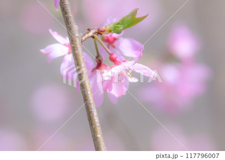 桜の花びら 117796007