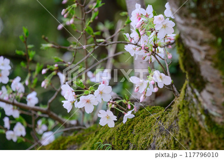 幹から咲いた桜 117796010