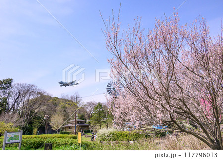 桜が満開のふれあいの森公園 桜が満開のふれあいの森公園 117796013