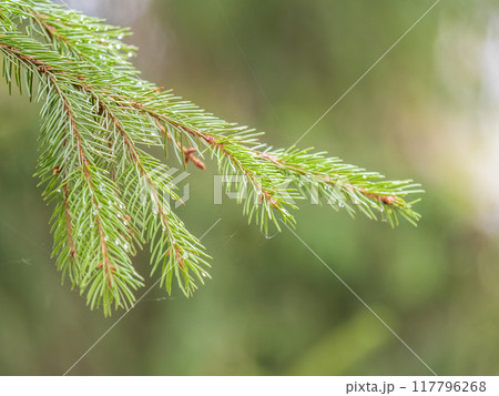 Background of green spruce branches in sunset light Background of green spruce branches in sunset light 117796268