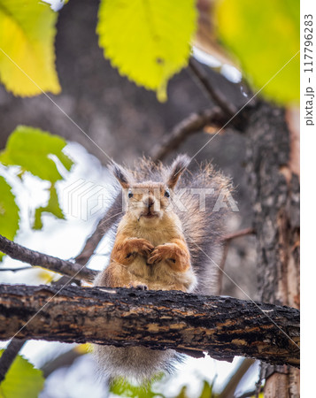 Portrait of a squirrel on a tree trunk 117796283