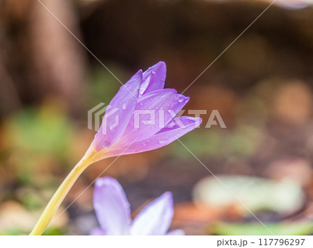 Autumn purple crocuses bloomed above the ground. Autumn purple crocuses bloomed above the ground. 117796297