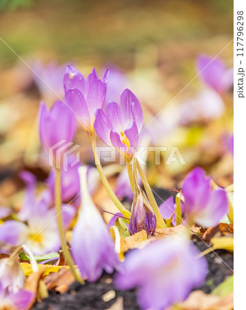 Autumn purple crocuses bloomed above the ground. 117796298