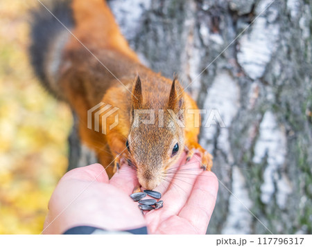 A squirrel in the autumn eats nuts from a human hand. Eurasian red squirrel, Sciurus vulgaris 117796317