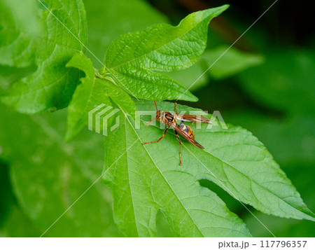葉に止まるスズメバチ科ヤマトアシナガバチ 117796357