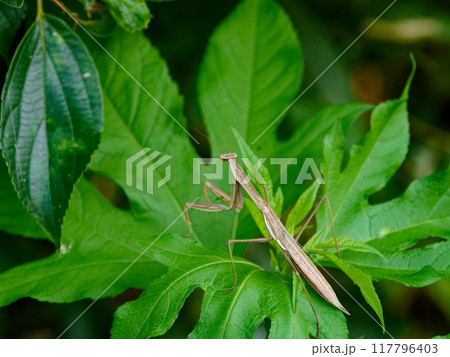 カマキリ科オオカマキリ褐色型終齢幼虫 117796403