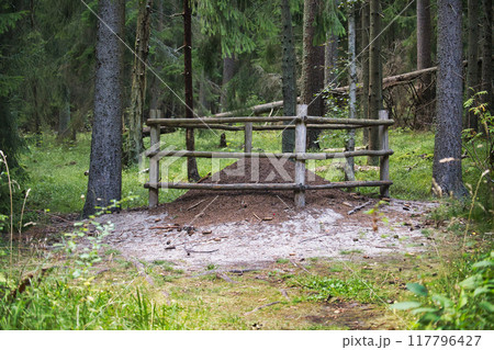 Large ant mound protected by a wooden barrier in a lush green forest setting 117796427