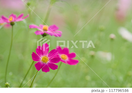 秋の野原に咲くピンク色のコスモスの花 秋の野原に咲くピンク色のコスモスの花 117796586