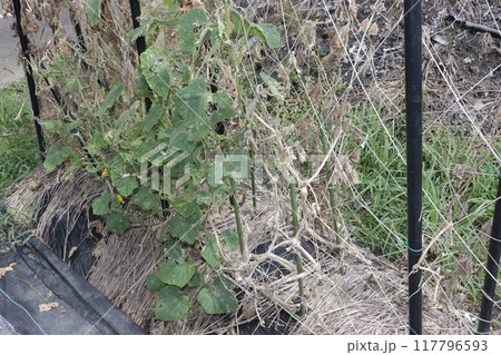 収穫末期の家庭菜園キュウリ畑 収穫末期の家庭菜園キュウリ畑 117796593